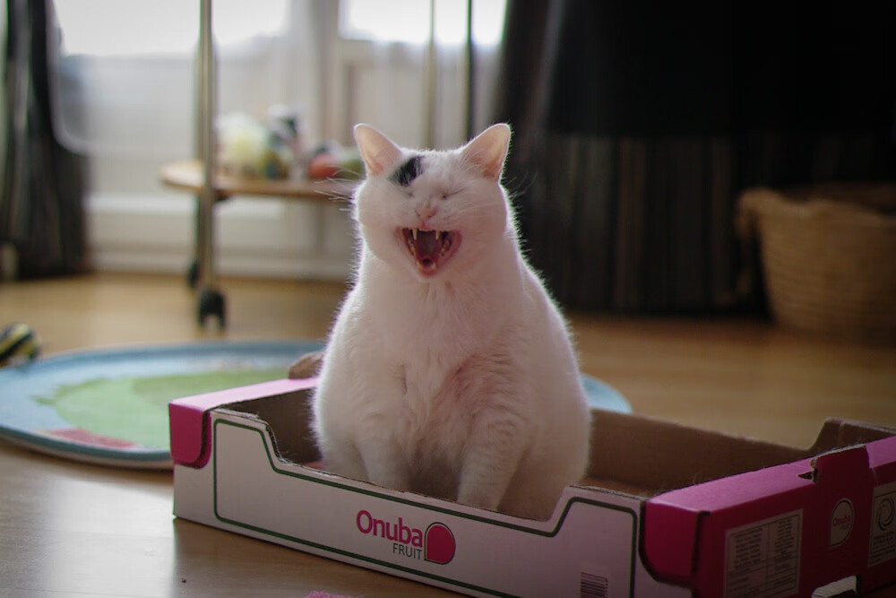 华体会官网-美加之夜燃起烈焰,恩佐,唯一照亮命运的独舞者 第1张 华体会官网-美加之夜燃起烈焰,恩佐,唯一照亮命运的独舞者 第1张