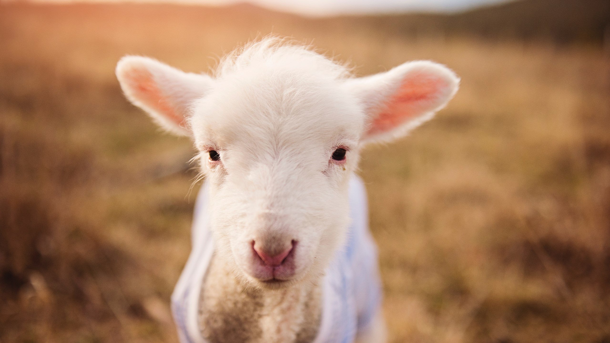 华体会app-唯一性胜利,楚阿梅尼爆破防线,芬兰补时绝杀拉齐奥 第2张 华体会app-唯一性胜利,楚阿梅尼爆破防线,芬兰补时绝杀拉齐奥 第2张